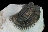 Coltraneia Trilobite Fossil - Huge Faceted Eyes #165860-5